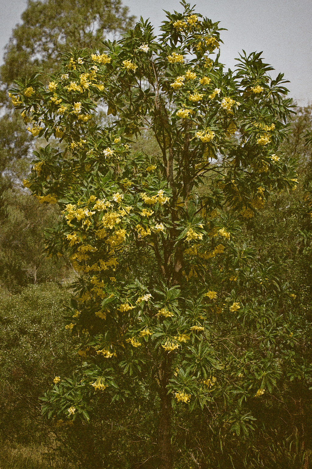 Beautiful Australian native flower seeds for your garden